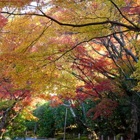 頭上を紅葉した木々に覆われる砂利道の写真