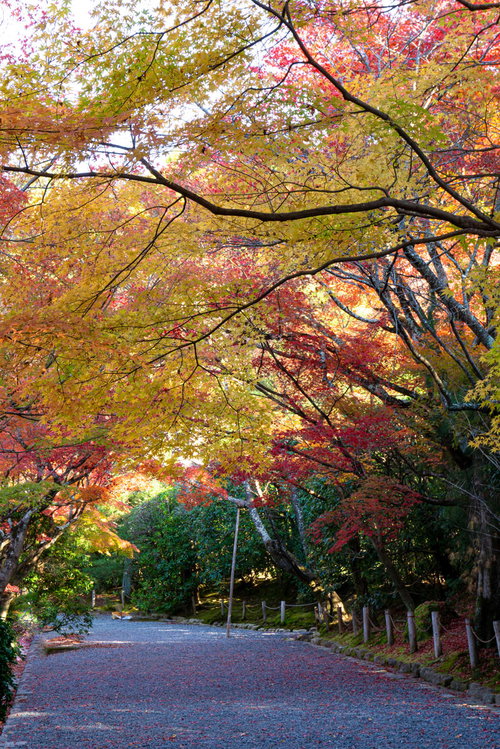 頭上を紅葉した木々に覆われる砂利道