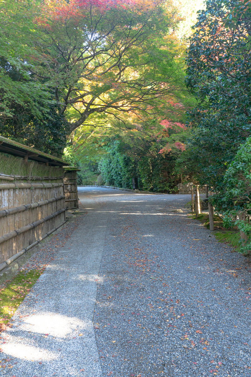 龍安寺の竹垣に沿った砂利道と紅葉し始めた木々の風景