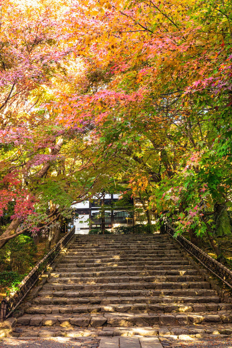 秋の紅葉に包まれた龍安寺の石段参道と龍安寺垣