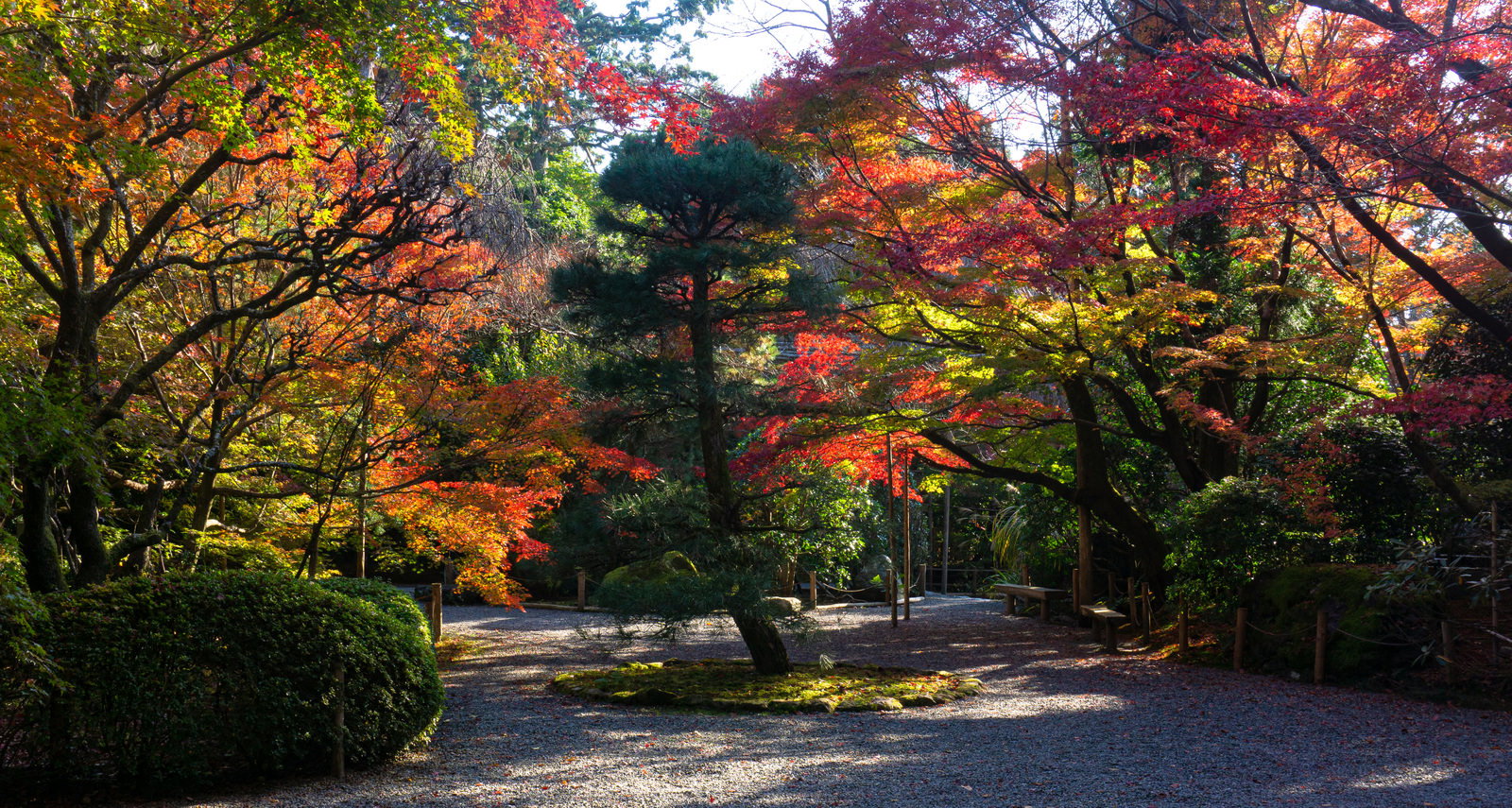 秋の紅葉に彩られた龍安寺の石庭に差し込む光