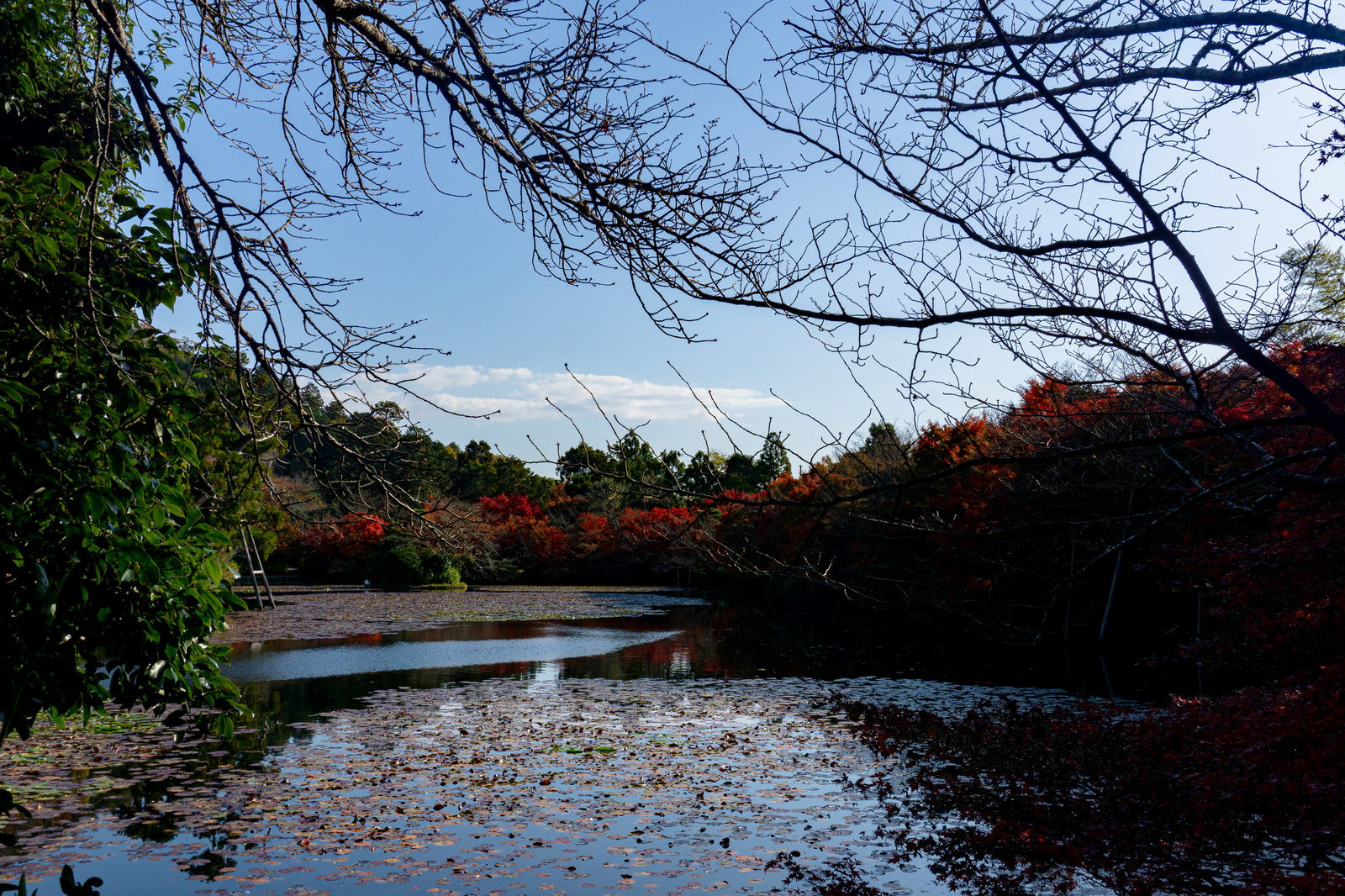 龍安寺の鏡容池に浮かぶスイレンの葉と周囲の紅葉した木々