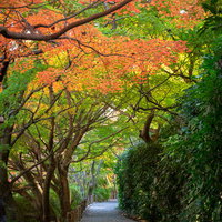 鮮やかな彩を楽しめる池のほとりの道の写真