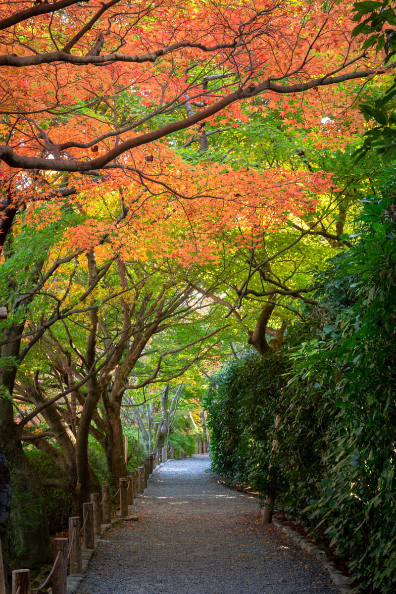 龍安寺の参道で紅葉したもみじが色づく秋の風景