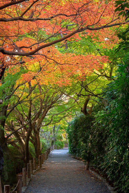 鮮やかな彩を楽しめる池のほとりの道