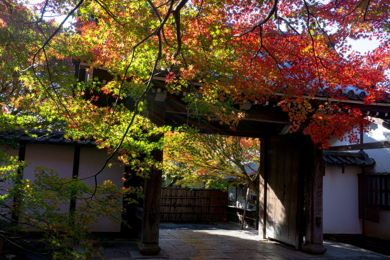 龍安寺の山門前で赤や黄に紅葉した枝葉が日に輝く秋の風景