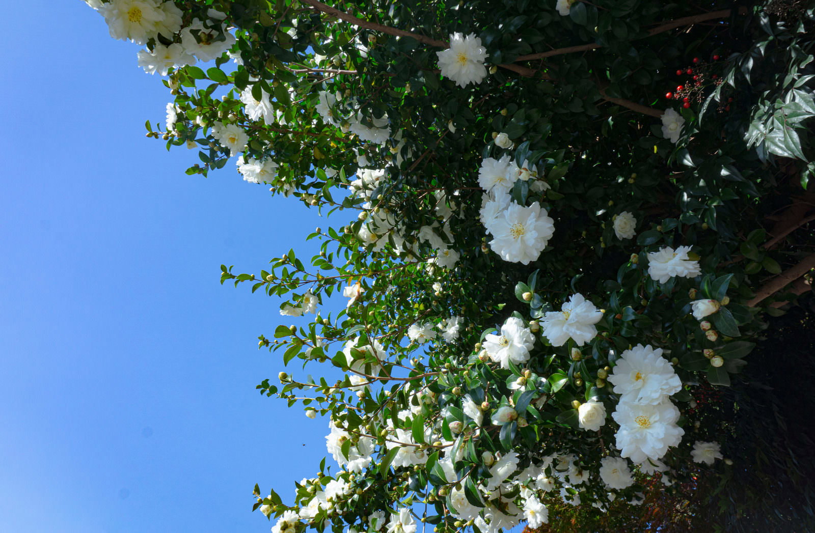 青空を背景に白い山茶花の花が咲いている歩道の風景