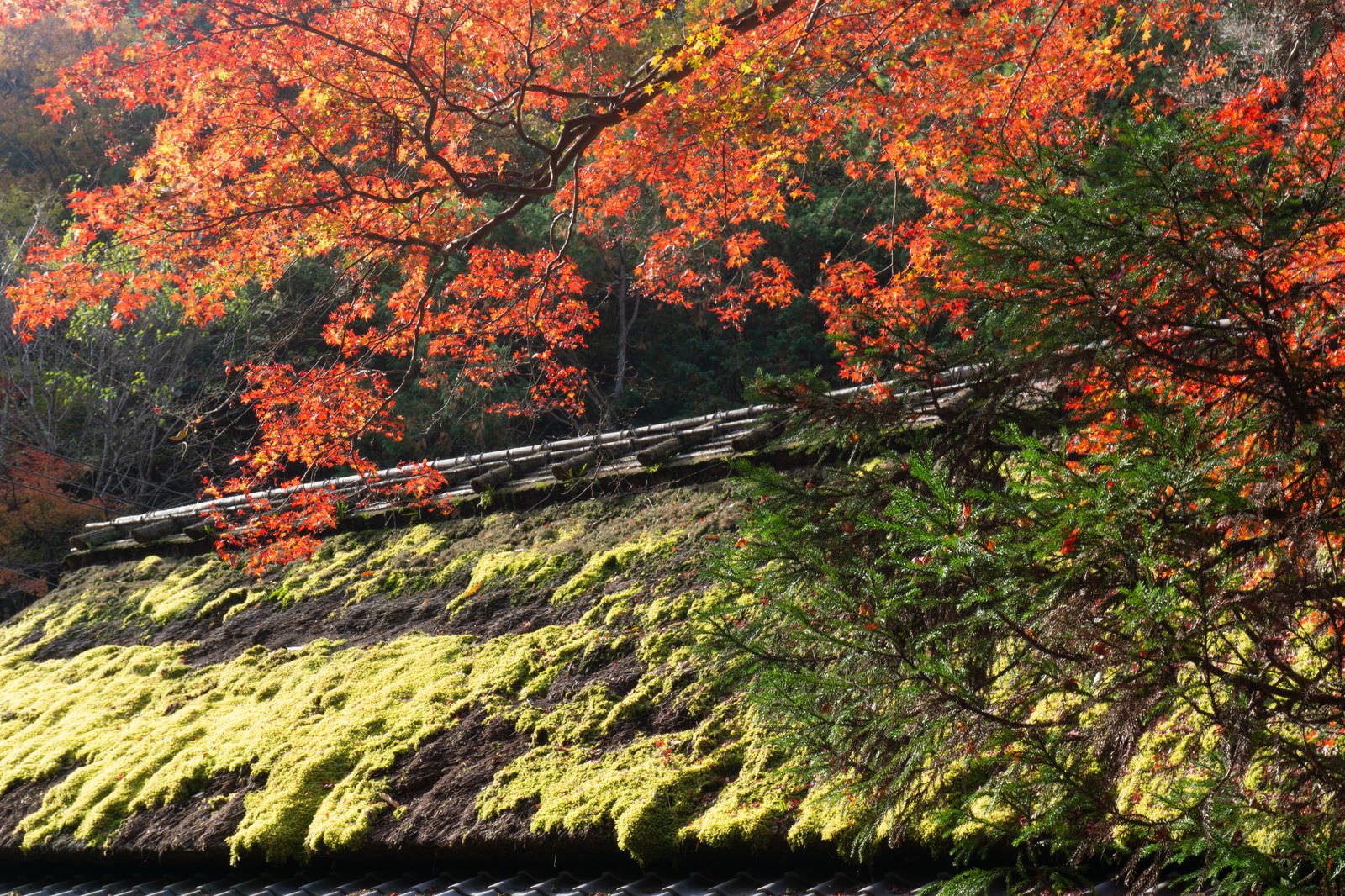 苔に覆われた茅葺屋根の周りに色鮮やかな紅葉が広がる秋の風景