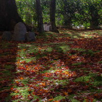 落ち葉が積もる苔の上に並ぶ石仏の写真