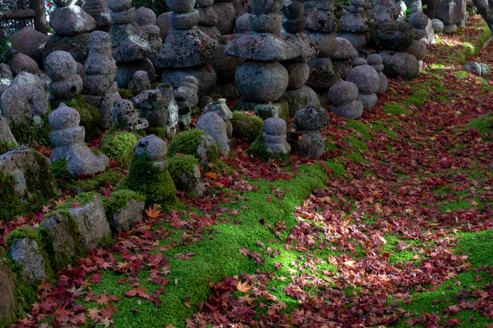 愛宕念仏寺の境内で苔と落ち葉に囲まれて立ち並ぶ多数の五輪塔
