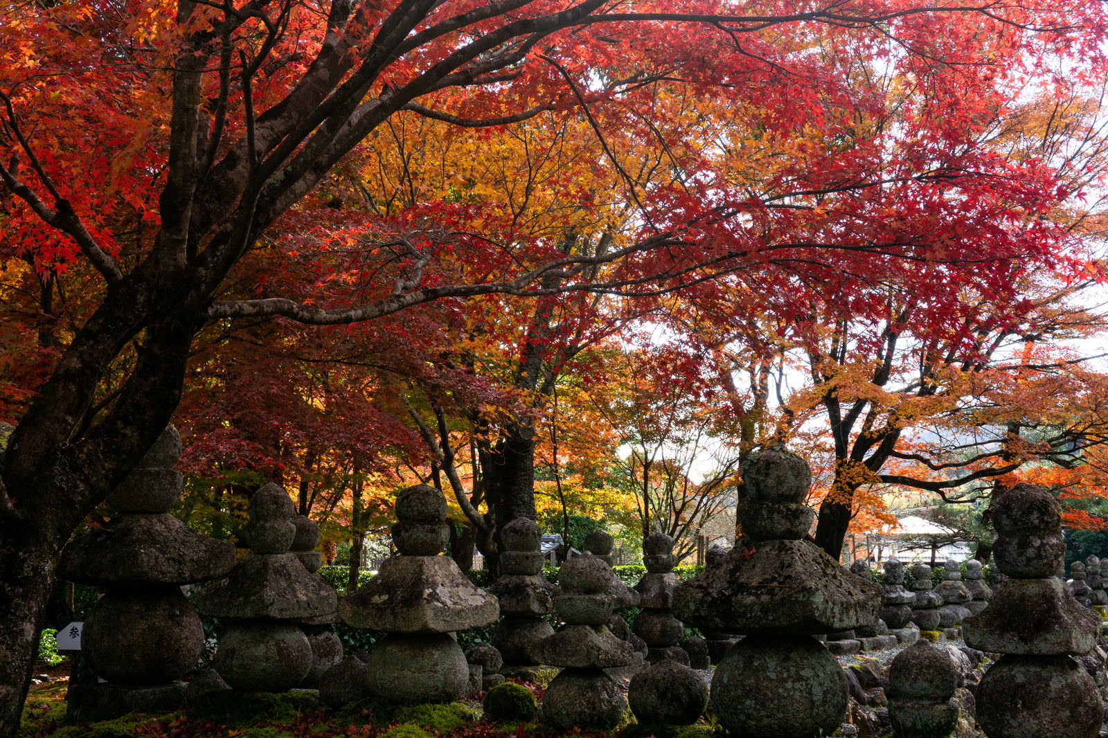 境内に立ち並ぶ五輪塔を鮮やかな紅葉が覆う秋の風景