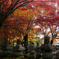 立ち並ぶ五輪塔を覆うように広がる紅葉の写真