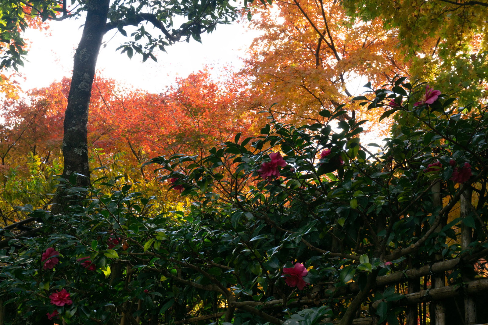 手前に咲く濃いピンクの山茶花と背景の鮮やかなオレンジ色の紅葉