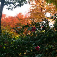 山茶花の背後を彩る紅葉の写真