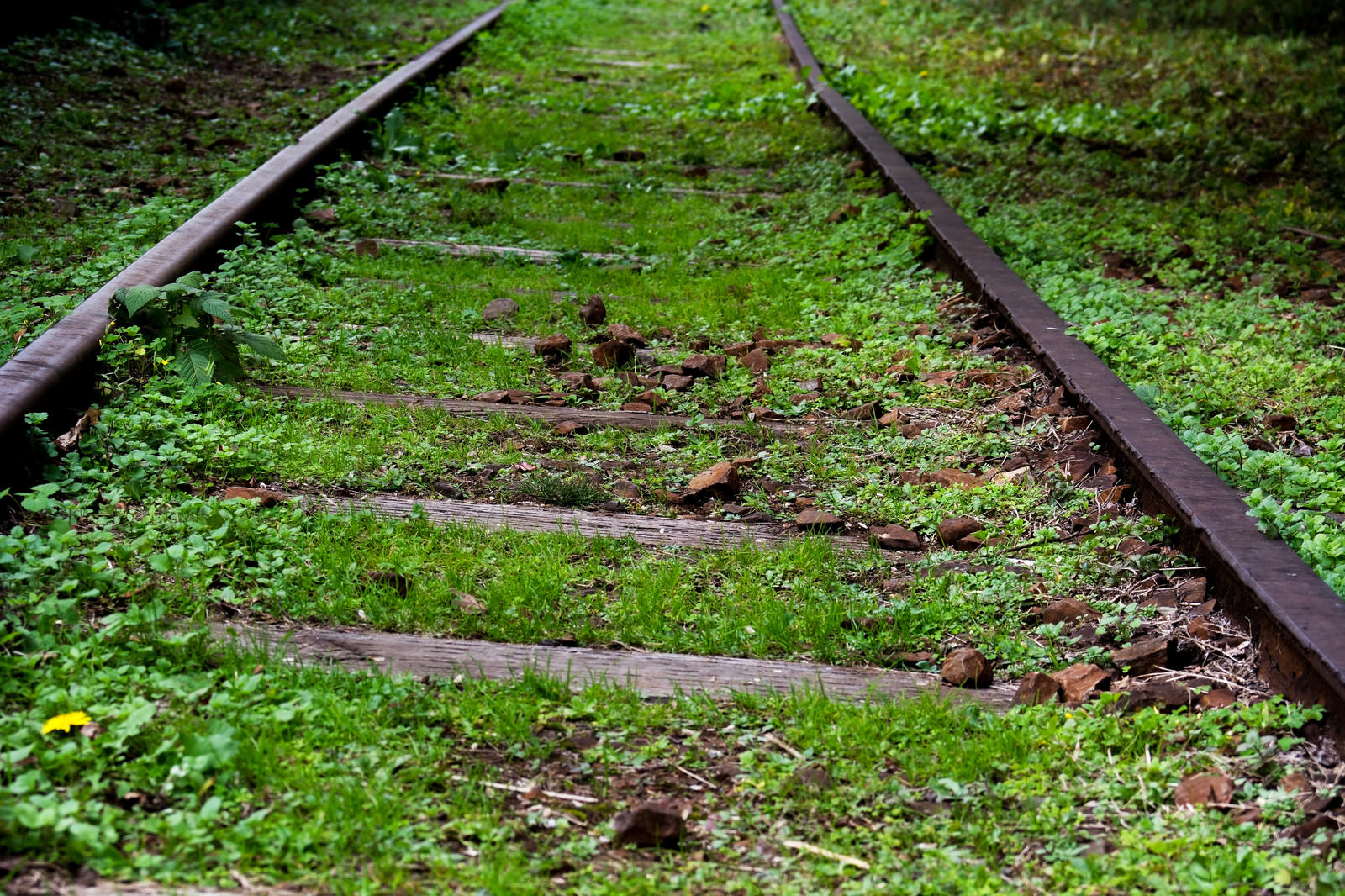 草に覆われた廃線跡のレールと枕木