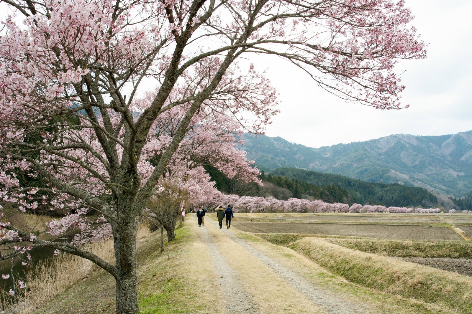 満開のコヒガンザクラ並木の下を散歩する人々と田園風景