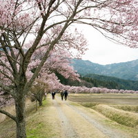満開の桜並木を楽しむ人々（名倉のコヒガンザクラ並木）の写真