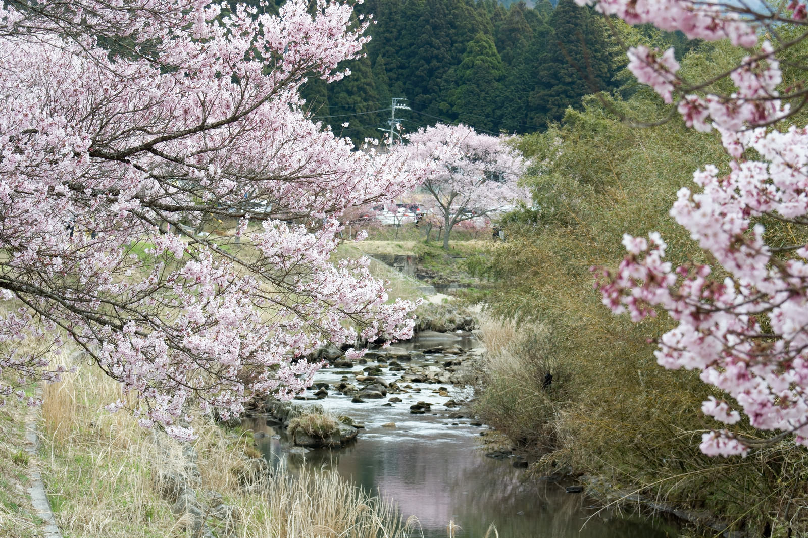満開のコヒガンザクラが咲く名倉川沿いの桜並木と川面への映り込み