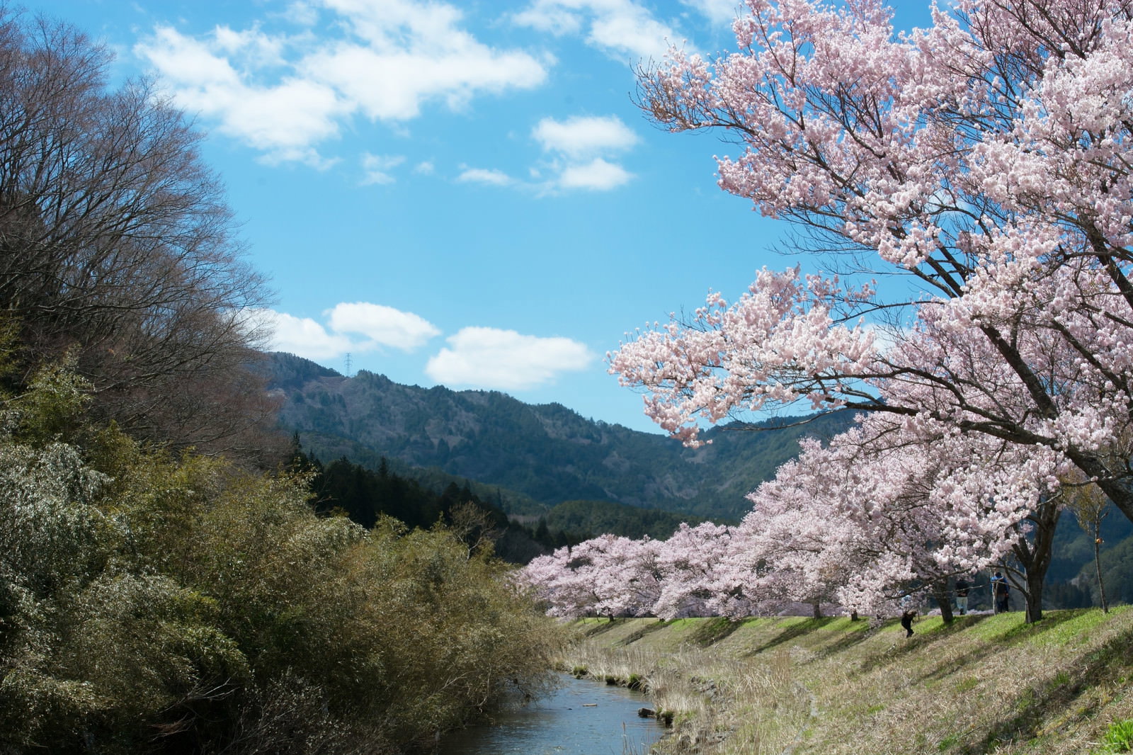 名倉川沿いに満開のコヒガンザクラが続く桜並木と青空