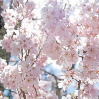 太陽の陽射しを受ける満開のコヒガンザクラの写真