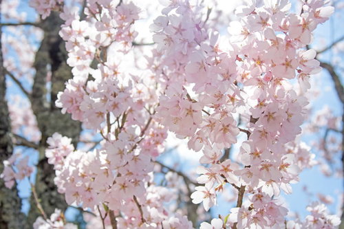 太陽の陽射しを受ける満開のコヒガンザクラ