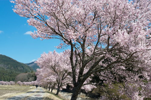 名倉川沿いの満開のコヒガン桜並木