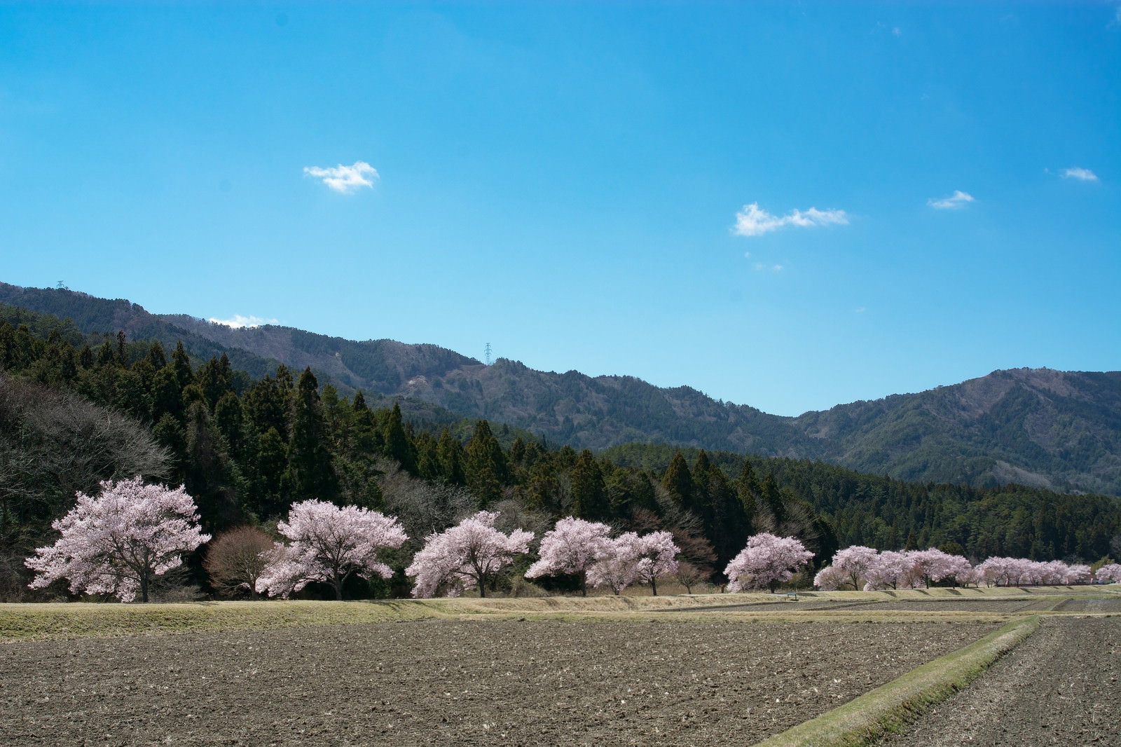 田んぼ沿いに咲く満開のコヒガンザクラ並木と青空
