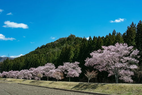 青空に映える満開の桜並木