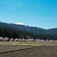 耕された田んぼと共に続くコヒガンザクラ並木の写真