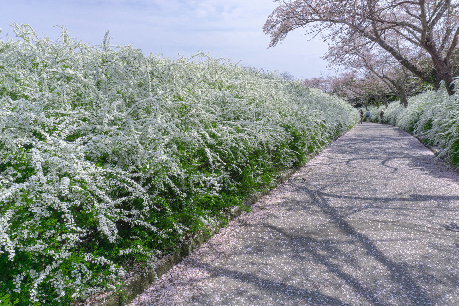 白い花で覆われたユキヤナギが両側に立ち並ぶ春の小道