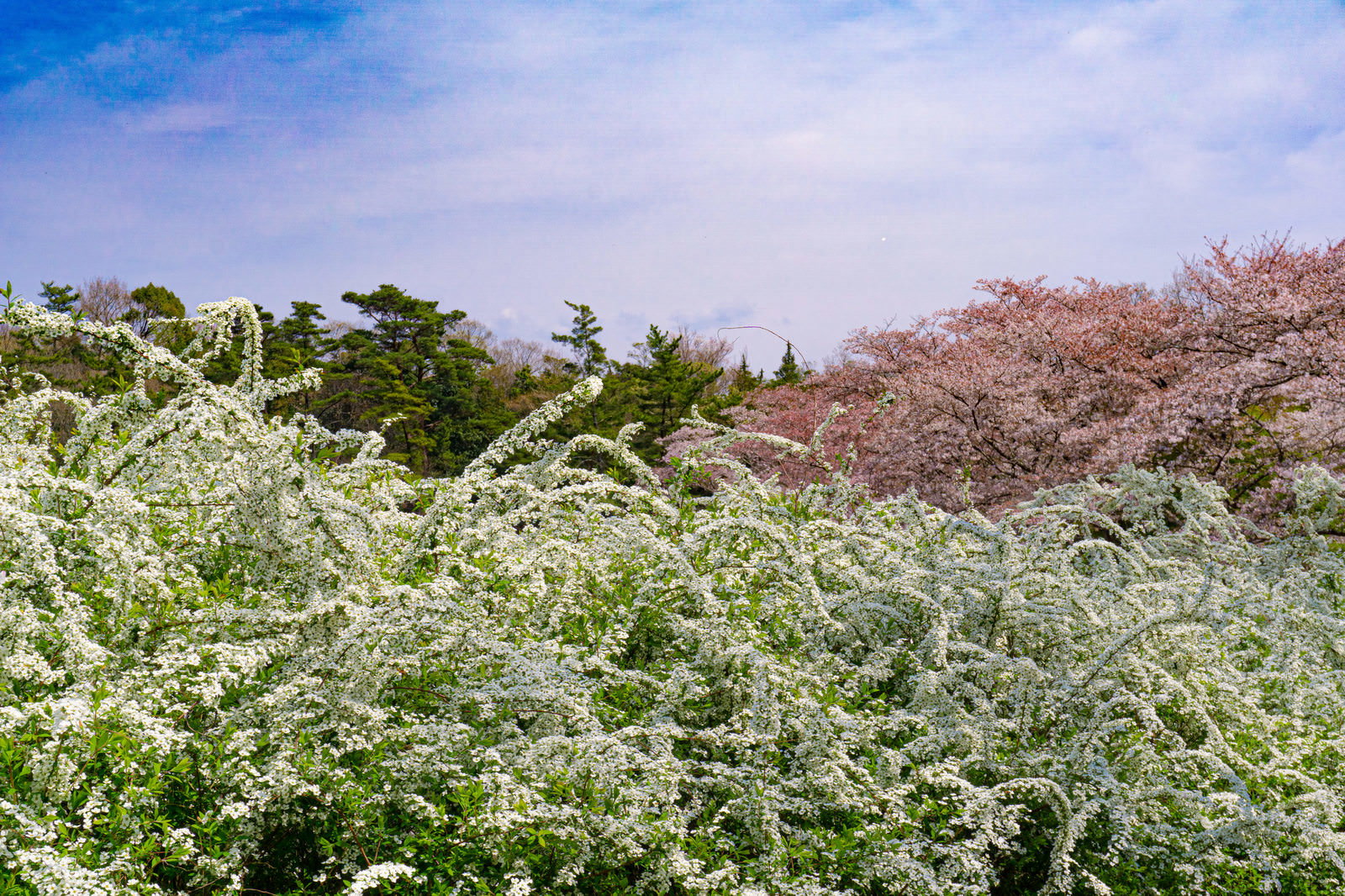 白い小花が枝を覆うように満開に咲いたユキヤナギと奥に見える桜の春景色