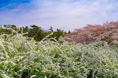 満開のユキヤナギと桜が咲く春の風景