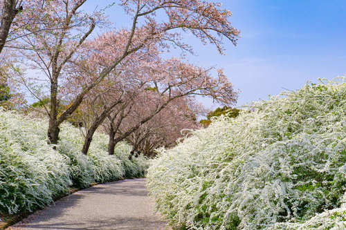桜とユキヤナギに彩られた小道