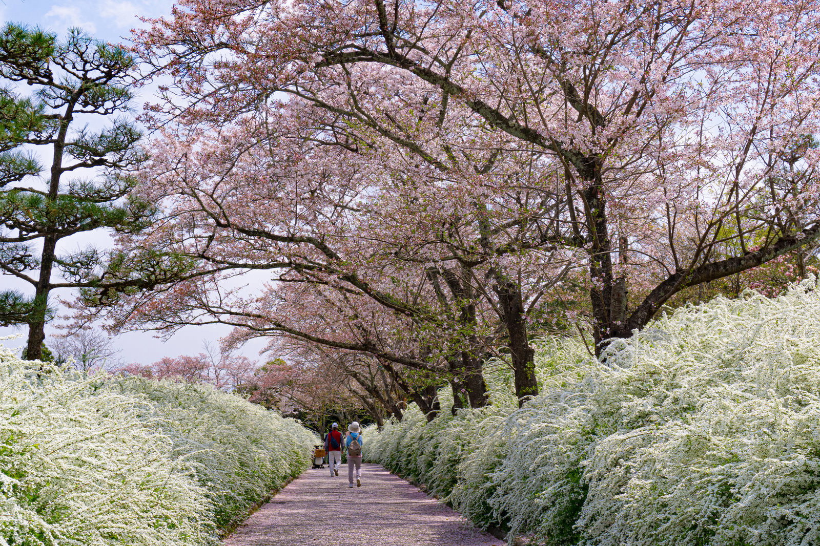 ユキヤナギと桜に囲まれた散歩道を歩く2人