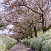 ユキヤナギと桜に囲まれる小道の写真