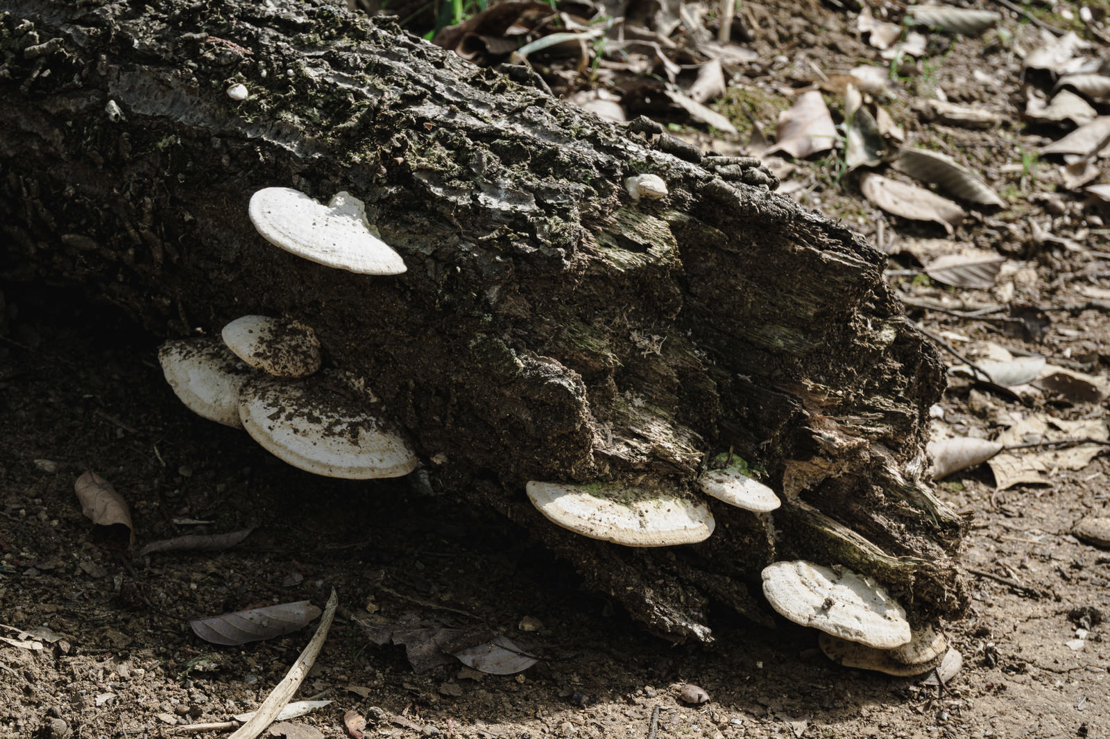 White and brown wild mushrooms growing on a decaying tree trunk