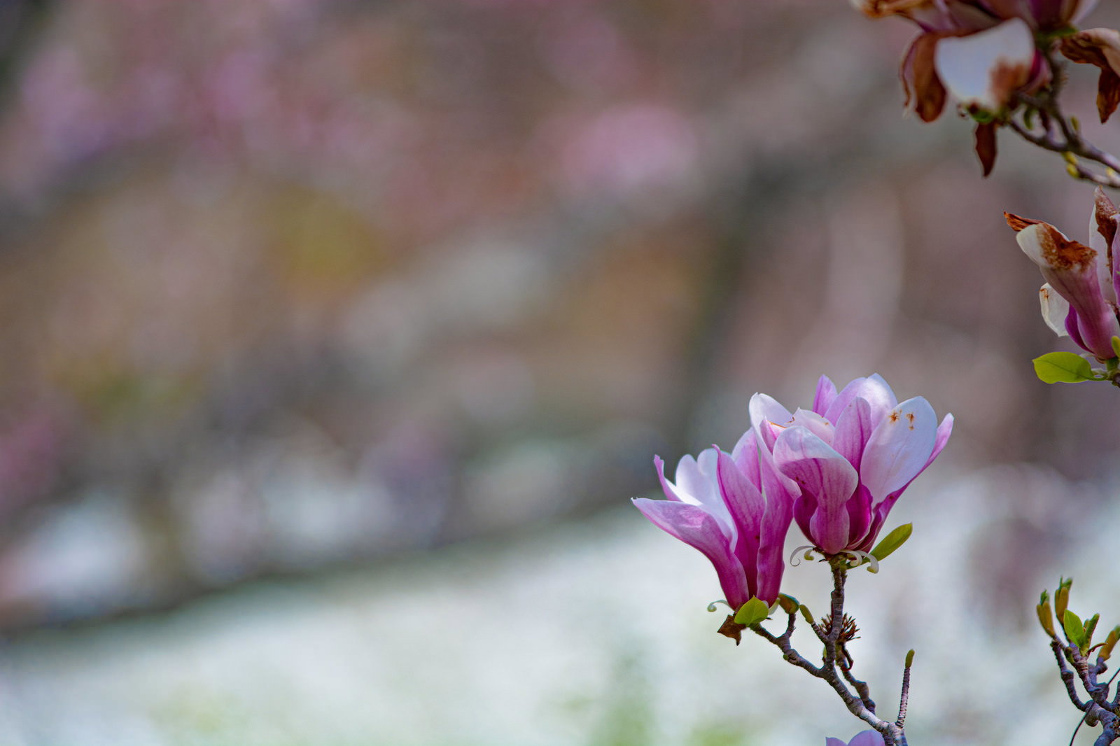 枝先に咲くピンクのモクレンの花