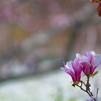 枝先に咲くピンクのモクレンの写真