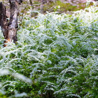 埋め尽くすユキヤナギの写真