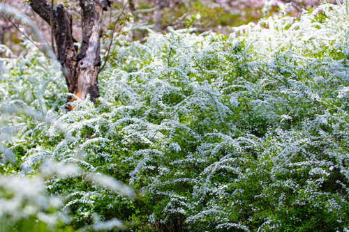 埋め尽くすユキヤナギ