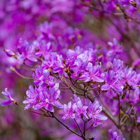 ピンクが愛らしいコバノミツバツツジの写真