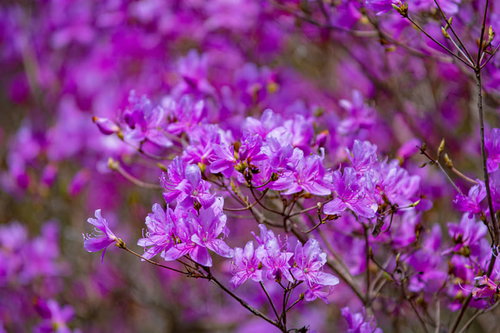 ピンクが愛らしいコバノミツバツツジ