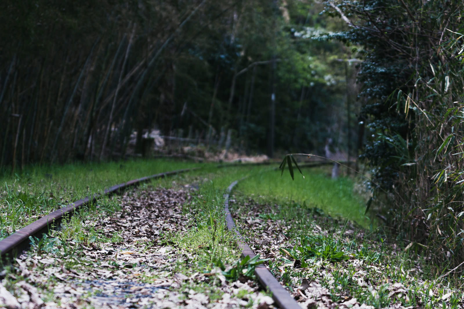 廃線に繁茂する緑の草と朽ちた枕木、竹林に囲まれた春の線路跡