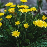 一箇所から花を咲かせるタンポポの写真