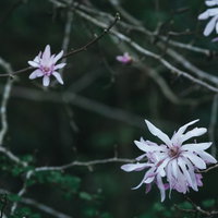 細い枝先に咲く淡いピンク色のシデコブシの花の写真