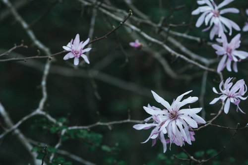 細い枝先に咲く淡いピンク色のシデコブシの花