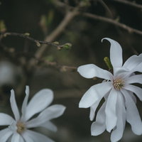 白い花びらが開くシデコブシの花と蕾の写真