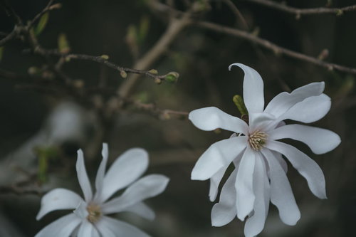 白い花びらが開くシデコブシの花と蕾