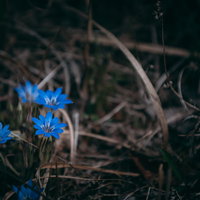 まだ枯れた葉が多い中鮮やかな青い花を咲かせるハルリンドウの写真