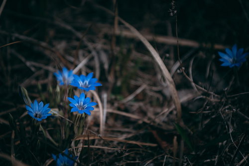 まだ枯れた葉が多い中鮮やかな青い花を咲かせるハルリンドウ